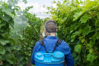 un viticulteur vaporise son vignoble pour le protéger des maladies 